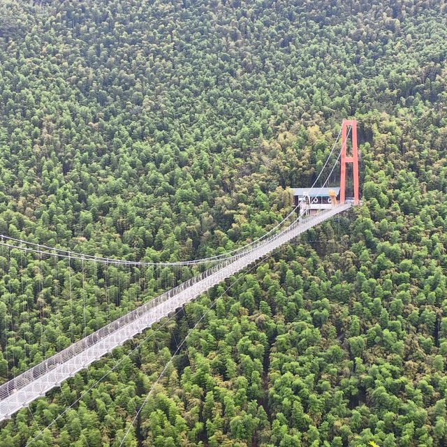 This is the Legendary Bamboo Forest of Crouching Tiger
