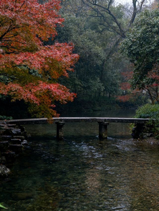 從北疆白樺到江南曬秋，這8處秘境藏著全年最美風景
