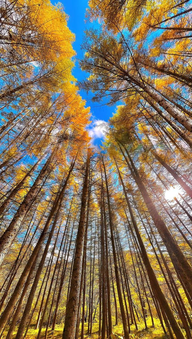 開始期待米倉山的紅葉了