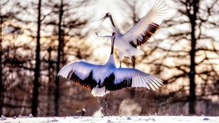 鶴居村伊藤丹頂鶴保護區：丹頂鶴餵食盛宴與自然奇觀