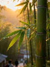 溧陽必打卡景點竹海湖景全攻略