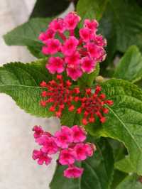 花開四季·絢麗五彩|馬纓丹