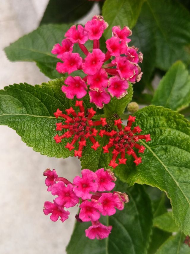 花開四季·絢麗五彩|馬纓丹 花開四季·絢麗五彩|馬纓丹