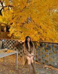 北京深秋打卡指南｜胡同裡的金色童話世界