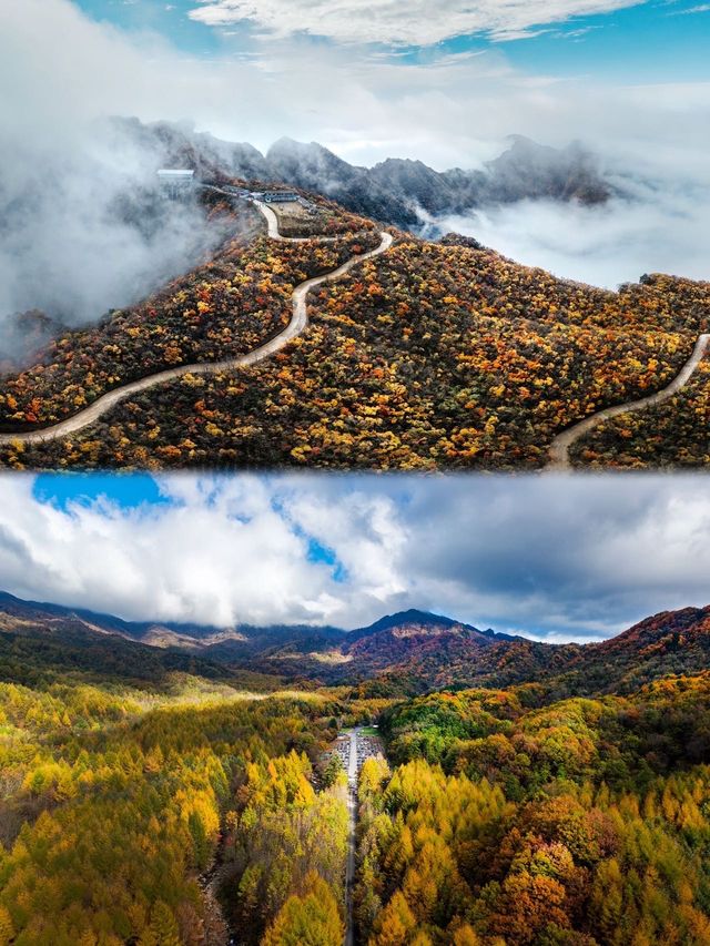 2025光霧山紅葉節，錯過等一年！