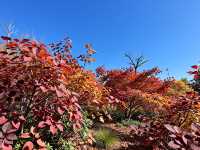 北京人絕不告訴你！私藏0元紅葉秘境曝光