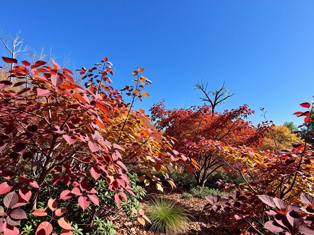 北京人絕不告訴你！私藏0元紅葉秘境曝光