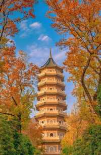 沒有一個城市比南京更懂秋天