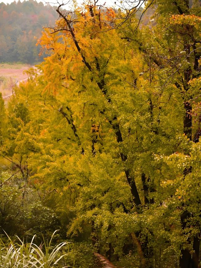 浙江賞銀杏天花板！私藏的小眾絕美路線