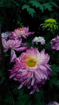 銀杏菊韻寶藏拍攝地