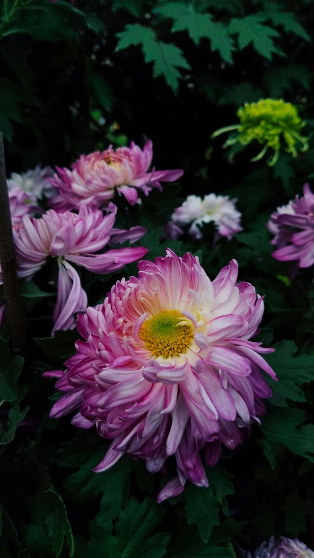 銀杏菊韻寶藏拍攝地 銀杏菊韻寶藏拍攝地