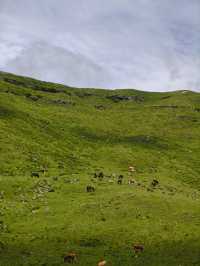 阿西里西大草原：把風揉成浪，把浪漫種滿坡