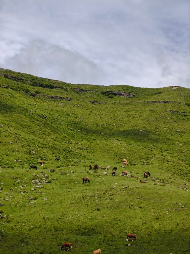 阿西里西大草原：把風揉成浪，把浪漫種滿坡