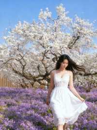 三臺山梨蘭會，浪漫的天花板！