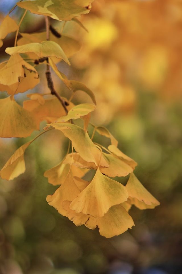 亞布力銀杏鋪秋箋，暖居枕林醉晴川