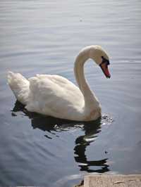 這個秋天一定要嚟莫愁湖！