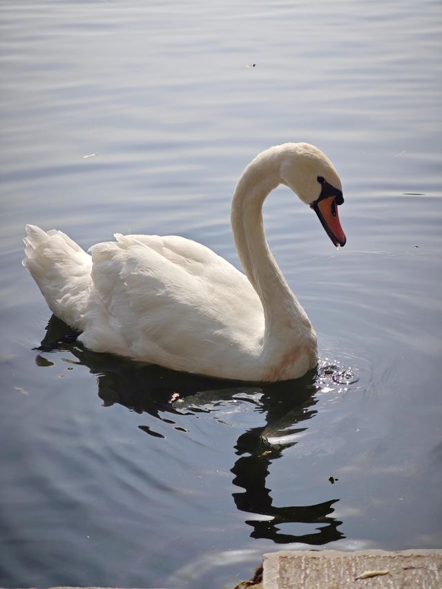 這個秋天一定要嚟莫愁湖！