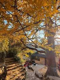 杭州周邊寶藏！紅葉指南村，秋日大片天花板