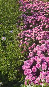 深圳冬日限定浪漫仙湖植物園花展也太出片了吧！