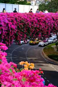 廣州冬日限定|全城最美的粉紅色三角梅花海打卡點