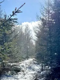 樺皮嶺已回！遊玩攻略已發！評論區有問必答
