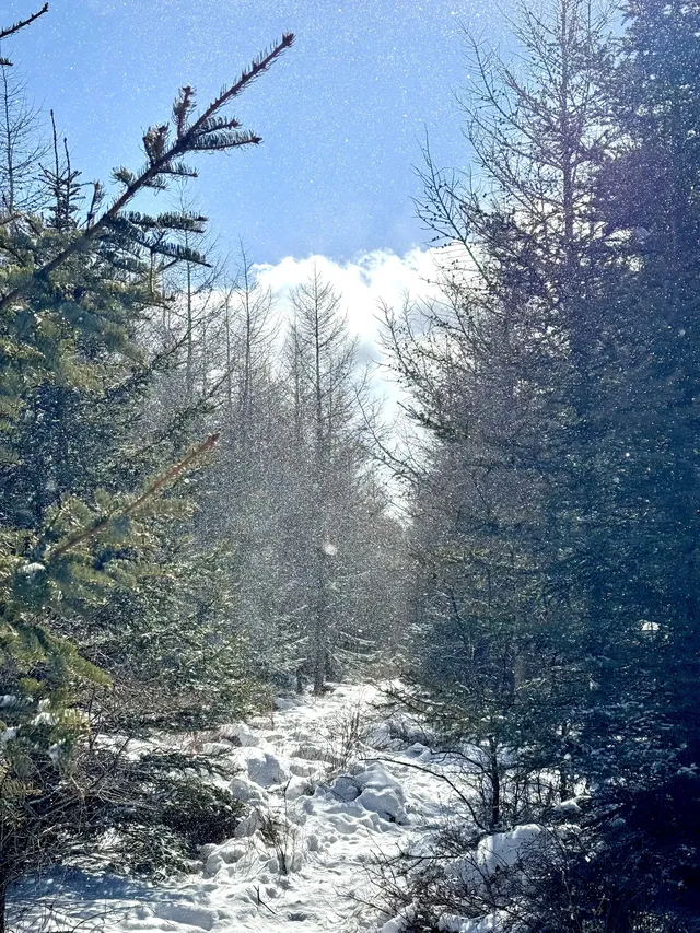 樺皮嶺已回！遊玩攻略已發！評論區有問必答