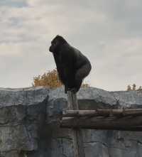 紅山大猩猩遙望天空電影感拉滿