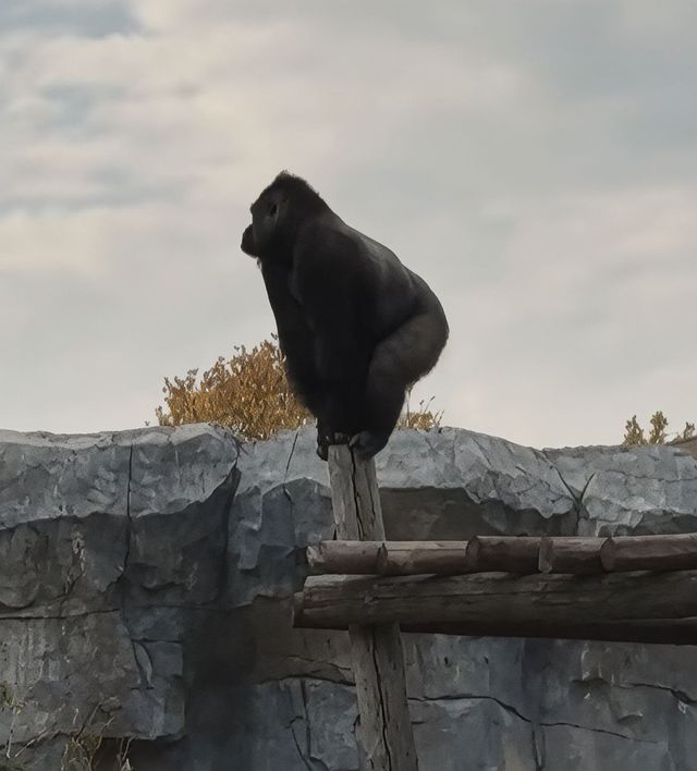 紅山大猩猩遙望天空電影感拉滿 紅山大猩猩遙望天空電影感拉滿