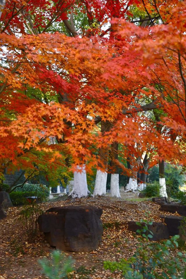 南京秋日限定老門東的楓葉紅牆美哭了! 南京秋日限定老門東的楓葉紅牆美哭了!