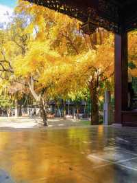 上海小眾秋色天花板一扇金色之門驚艷了深秋！