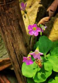 蘇州4天3晚窮遊攻略｜1000元玩轉江南水鄉