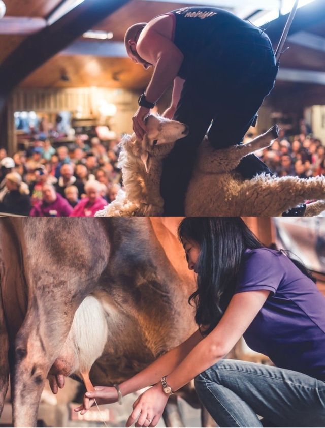 誰懂啊！在新西蘭被羊駝包圍太幸福了