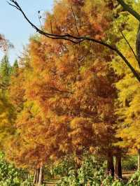 東湖山水杉林 德陽冬日美景被我挖到啦！