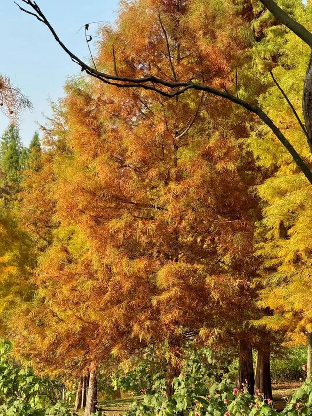 東湖山水杉林 德陽冬日美景被我挖到啦！