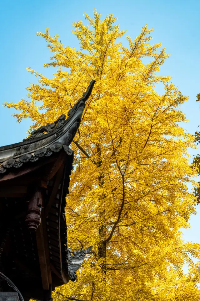 Chengdu | Du Fu Thatched Cottage Ginkgo Season, the Most Beautiful Red Wall and Ginkgo CP Locked In