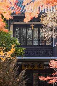 初冬念想｜在翁家花園邂逅一場銀杏雨下的時光靜止