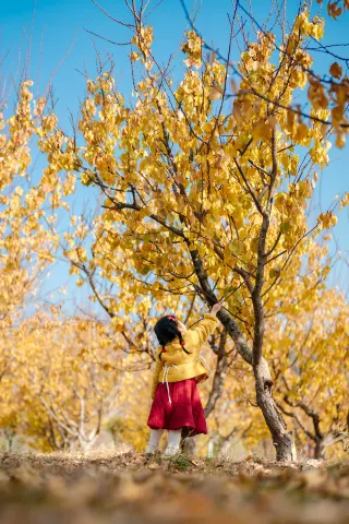 わあ、青島の宝蔵公園で思いがけず一番美しい木を撮影できました
