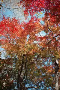 莫干山蔣公古道反穿10KM|楓葉超美