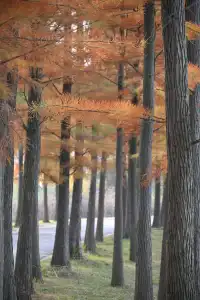 還用去擠白鷺灣?人少景美的水杉秘境!