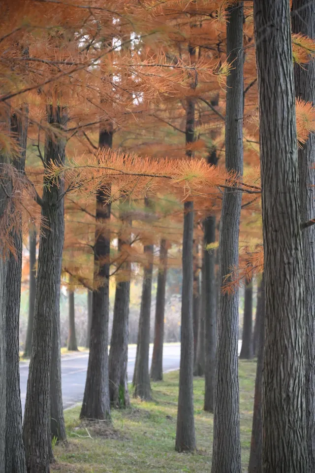 還用去擠白鷺灣?人少景美的水杉秘境! 還用去擠白鷺灣?人少景美的水杉秘境!