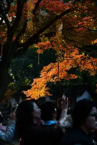亭林公園楓葉紅透啦