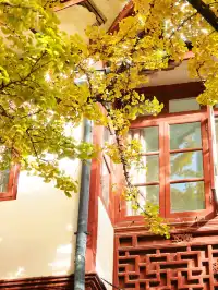 11.27這裡的絕美百年銀杏與梧桐沒人拍，快衝