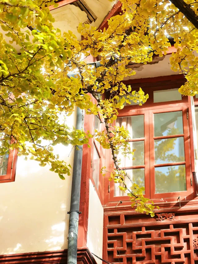 11.27這裡的絕美百年銀杏與梧桐沒人拍，快衝