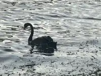 新西蘭北島值得二刷的羅托魯瓦