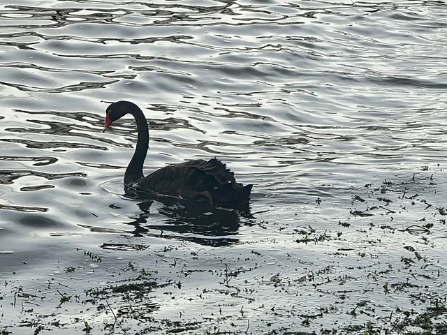 新西蘭北島值得二刷的羅托魯瓦 新西蘭北島值得二刷的羅托魯瓦