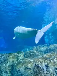 在漫天煙花下坐旋轉木馬，五天四晚玩不夠！