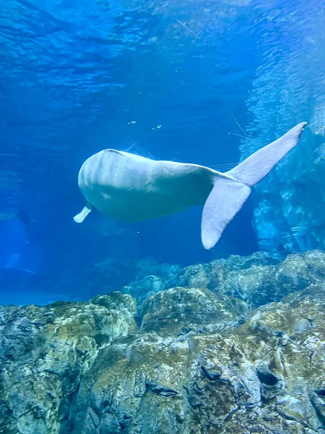 在漫天煙花下坐旋轉木馬，五天四晚玩不夠！