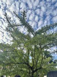 華南植物園拍照吸氧全攻略｜逃離城市計劃來啦