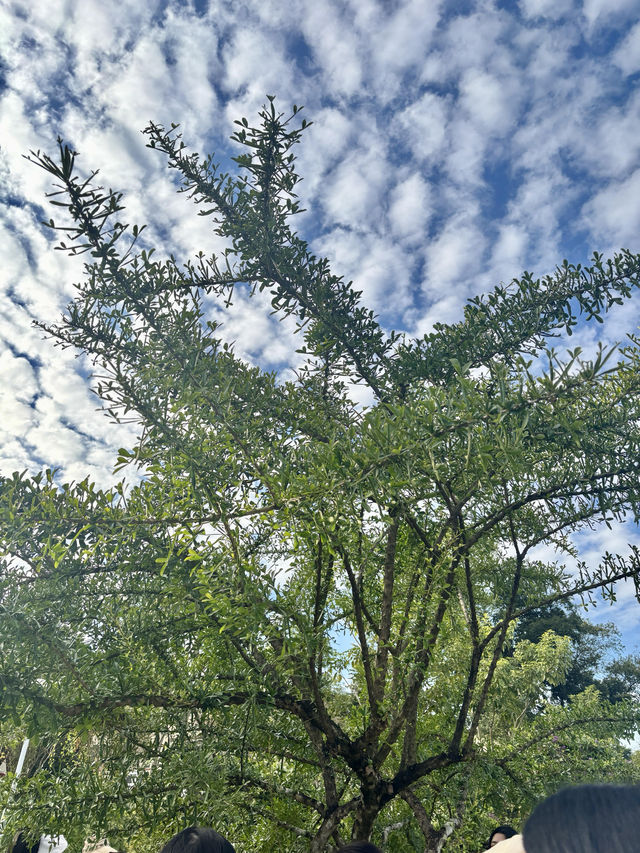 華南植物園拍照吸氧全攻略｜逃離城市計劃來啦