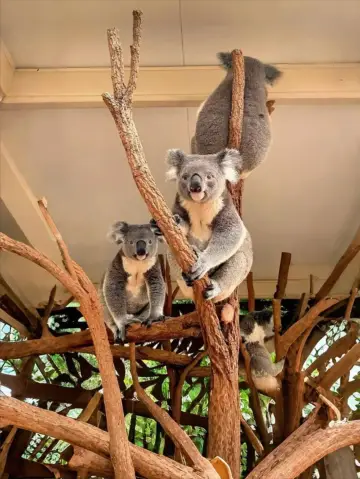 澳洲一次集齊海島×雨林×城市的夢幻旅程